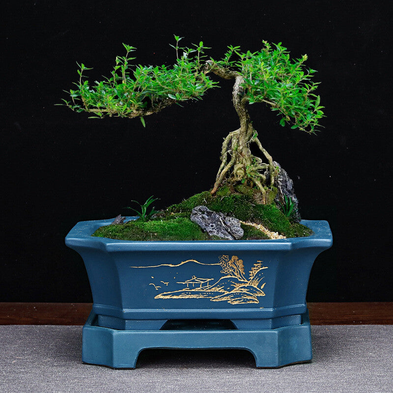 Large Rectangular Bonsai Pot W Tray High-grade Classic Chinese Purple Sand Pots