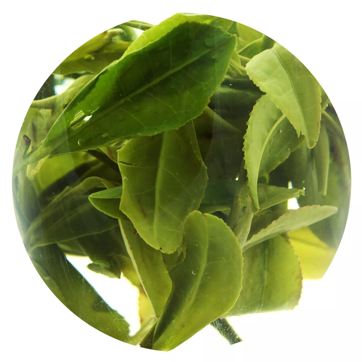 250g Spring Anji Bai Cha Long Jing White Dragon Well Loose Chinese GREEN TEA
