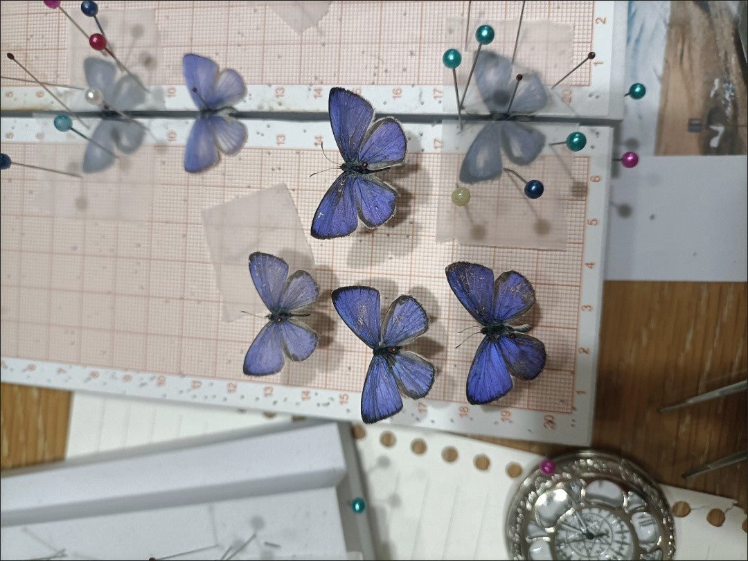 50 Precious Udara Black Unspread Butterfly Specimens 20-30mm DIY Pack
