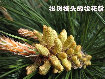 Pine Needle Tea - 100% Pure Natural Dried Masson Pine Needles Herbal Tea