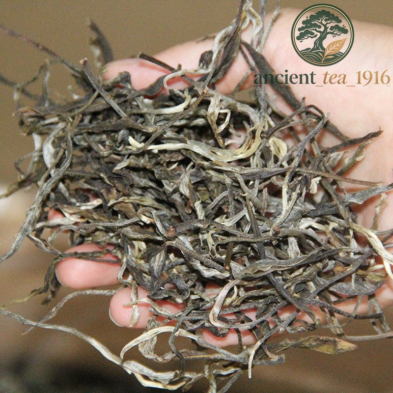 500g 2025 Spring Six Major Tea Mountains Ancient Tree Sprout Sunbathing Pu'er
