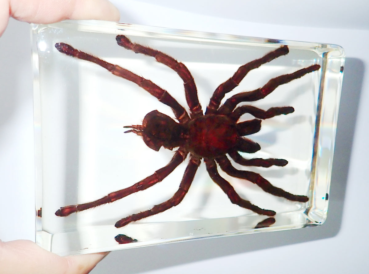 4.3" Giant Golden Earth Tiger Tarantula Spider Specimen Amber Clear Lucite Block