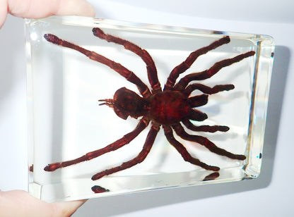 4.3" Giant Golden Earth Tiger Tarantula Spider Specimen Amber Clear Lucite Block
