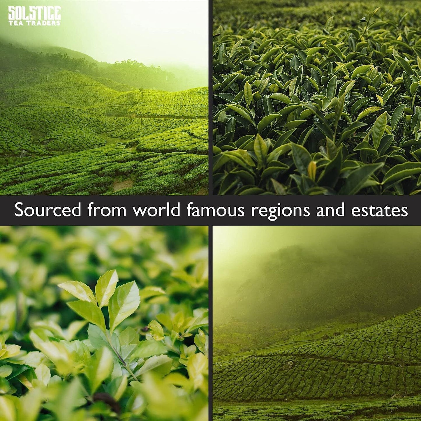 康普茶散叶茶“普洱爱好者”8盎司,100%老年普洱茶-