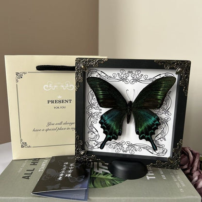 Real Butterfly Mounted Box Framed Insect Taxidermy Entomology Collection