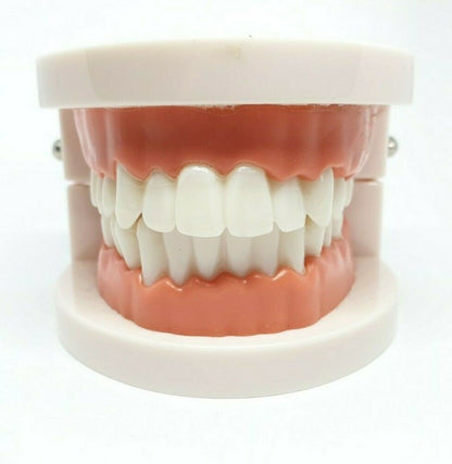 Adult Dental Standard Educational Supplies Typodont Demonstration Teeth Model