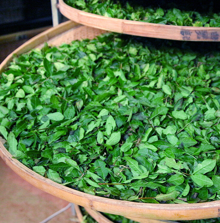 Top Grade Tieguanyin Oolong Tea Bag China Tea Sample Strong Flavour 250g / 500g