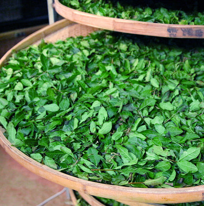 Top Grade Tieguanyin Oolong Tea Bag China Tea Sample Strong Flavour 250g / 500g