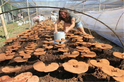 500g/1.1LB Spore Powder Wild Reishi Ganoderma Lucidum Tea Powder Herbal Tea