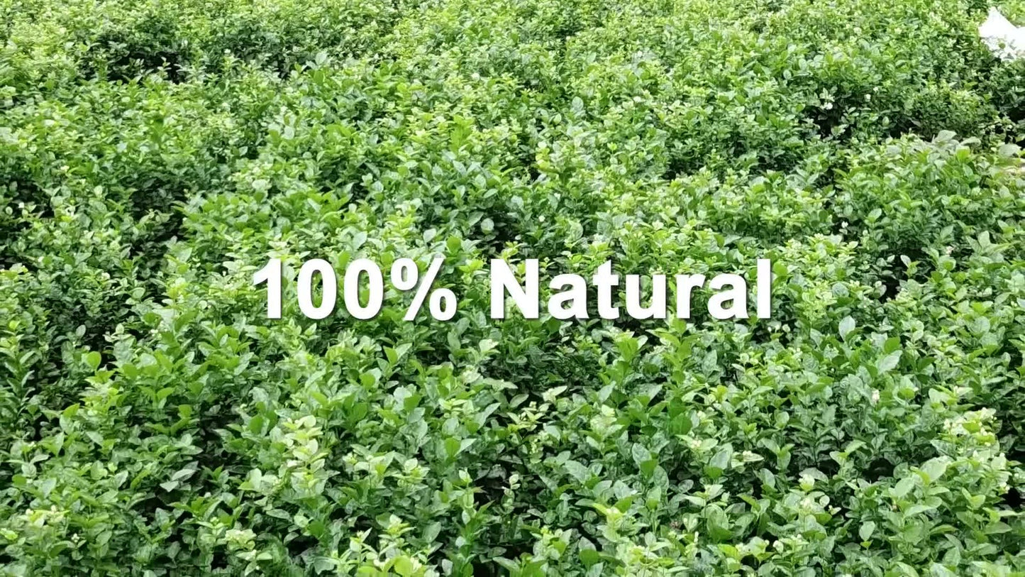 GOARTEA Premium Jasmine Tea Jasmine Dragon Pearl Green Tea Jasmine Green Tea Loose-