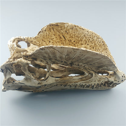 Resin Dinosaur Skeleton Model Double Crowned Dragon Skull Animal Teaching