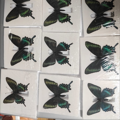20PCS New Real Green Banded Swallowtail Butterfly Specimen Spring Form A1/A 6cm
