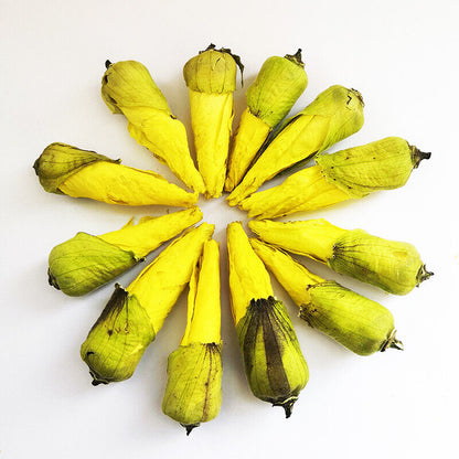 GuangXi Shu kui hua dried yellow okra flowers Hibiscus esculentus flos for tea