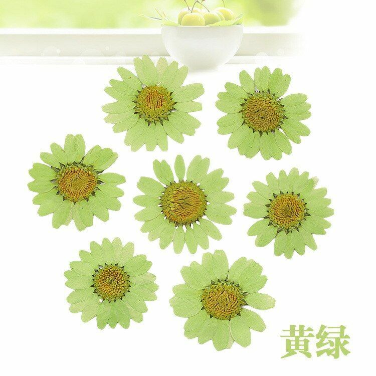 Dried Flowers Pressed Dry Daisy Epoxy Resin Jewelry Making Materials 120Pcs/Lot