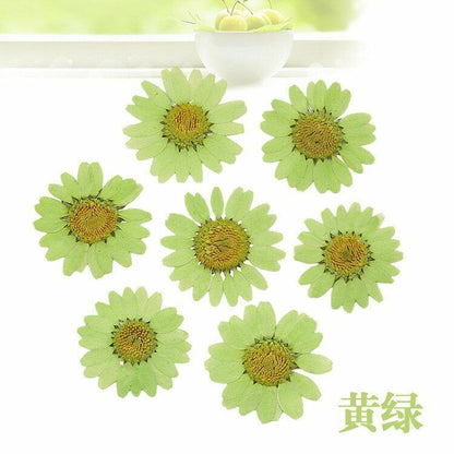 Dried Flowers Pressed Dry Daisy Epoxy Resin Jewelry Making Materials 120Pcs/Lot