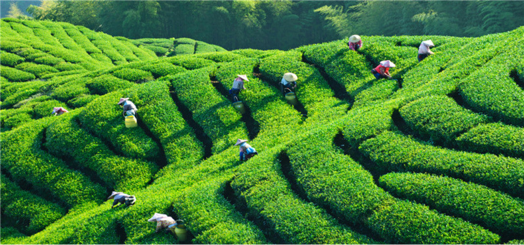 250g Premium Dian Hong Famous Yunnan Black Tea Dianhong TEA 58 Series Black Tea