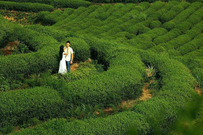 AAAAA Anxi Tie Guan Yin Green Tea 50g Tieguanyin Tea Oolong Tea Green Tea Health