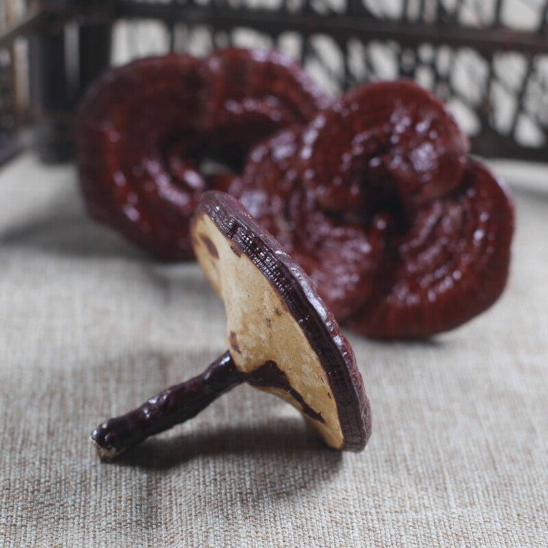 Dried Wild Lingzhi Purple Ganoderma Lucidum Herbal Reishi Mushroom 500g