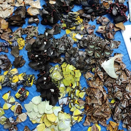 20pcs（Butterfly species with no duplicates）natural Real Butterflies Specimen