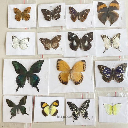 15 Pcs of Real Dried Dead Butterflies with Spread Wings Shaped, Natural