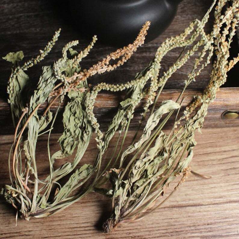 Organic Herbal Plantaginis Plantain Herb Plantago Asiatica Great Quality