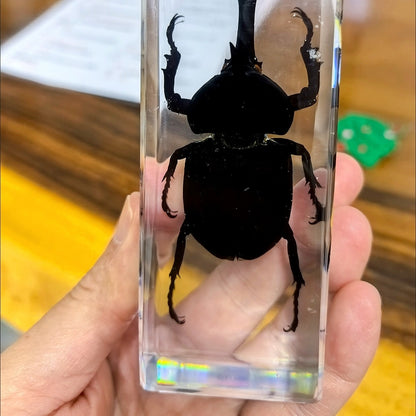 Real Rhinoceros Beetle Resin Specimen 110x43mm Paperweight & Educational Decor