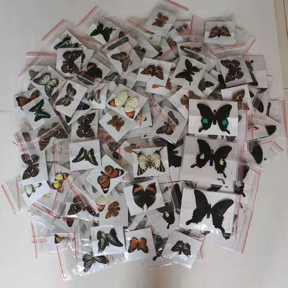 20 Pcs DIY Real Butterfly Specimens Mixed Species Taxidermy Home Decor Gift