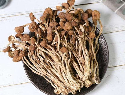 Dried Tea Plant Mushrooms Pure Natural Agrocybe Aegerita Great Quality