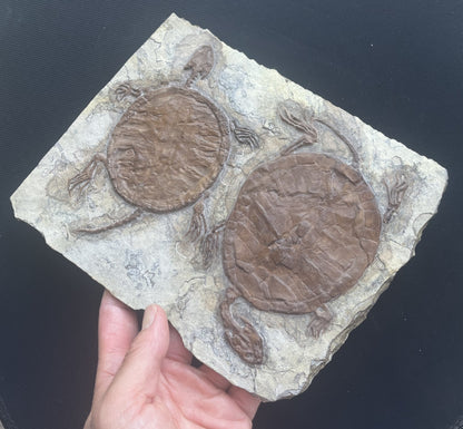 Collected Unique FindTurtle Fossil Rare Chinese Best Triassic Keichousaurus