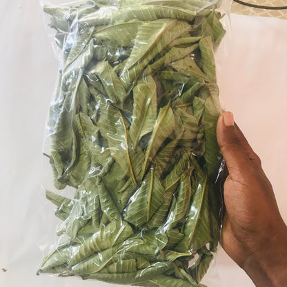 Premium Dried Guava Leaves Hojas De Guayaba 50g to 500g Herbal Tea