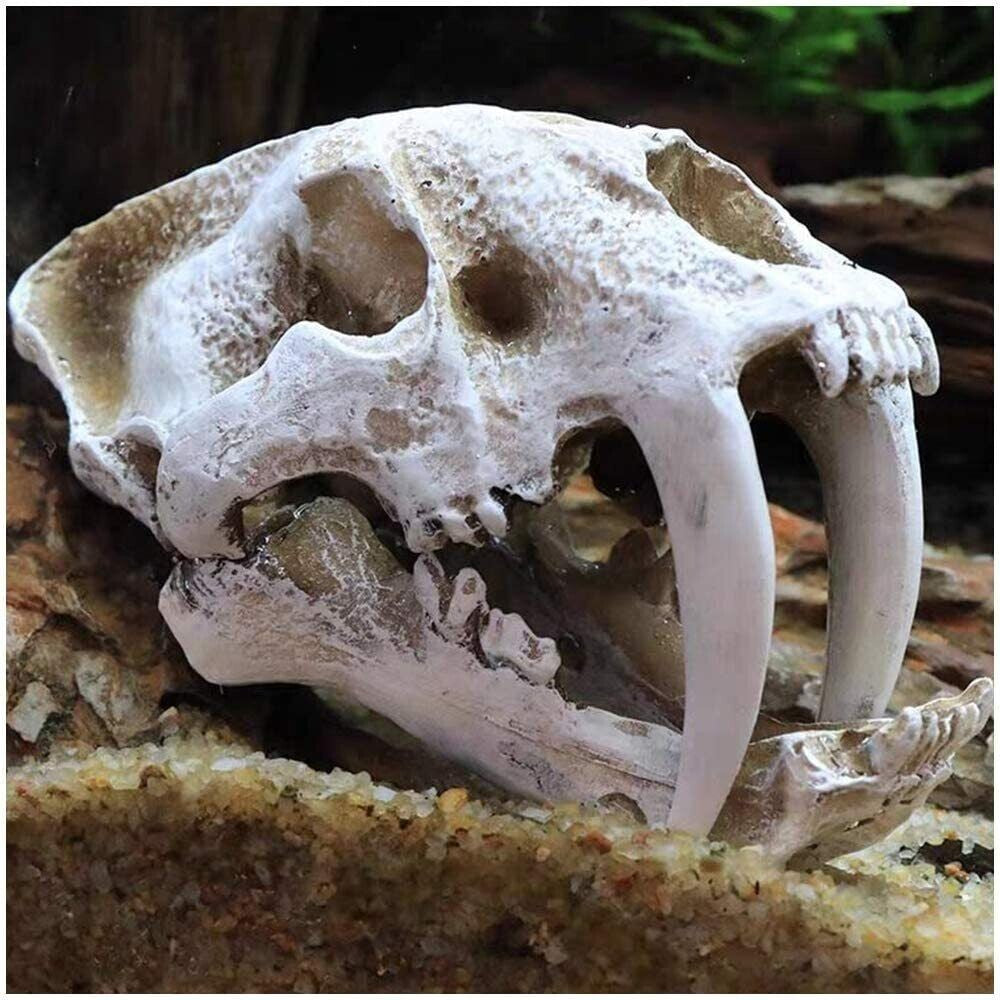 New Resin Skull Model Saber-toothed Tiger Replica Imitation Skeleton Decor