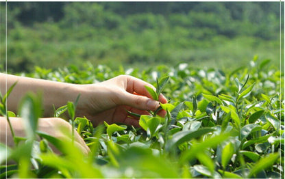 New Spring Green Tea 100g Top Grade West Lake Longjing Tea Well Tea Long Jing
