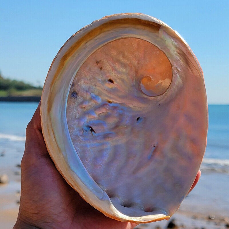 1 Piece Natural Large Conch Sea Abalone Shell Sample Art Collection Aquarium
