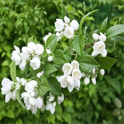 Jasmine Flower Tea Early Spring Premium Fresh Fragrant Herbal Tea 50g