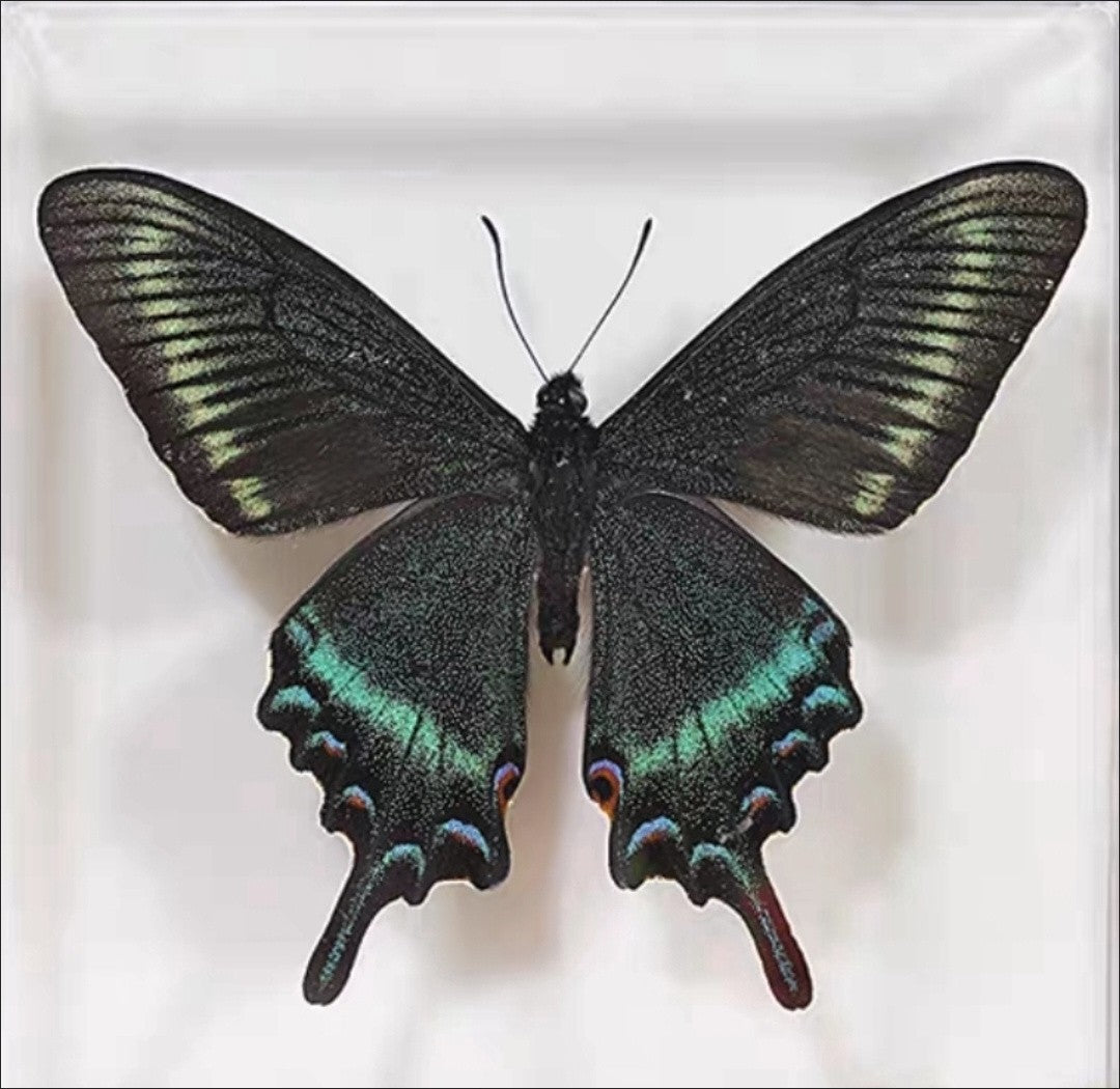 Green Banded Peacock Swallowtail Summer Form 10 Pack 9-11cm Wingspan
