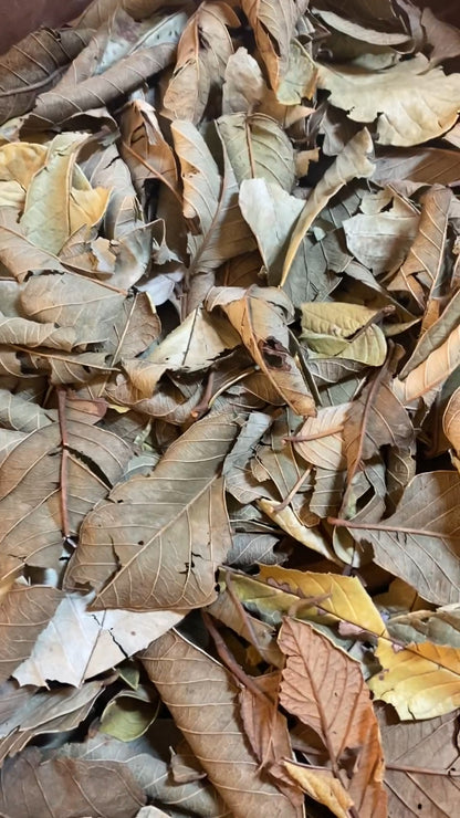 Premium Dried Guava Leaves Loose Leaf Tea - Hojas de Guayaba HELLOYOUNG
