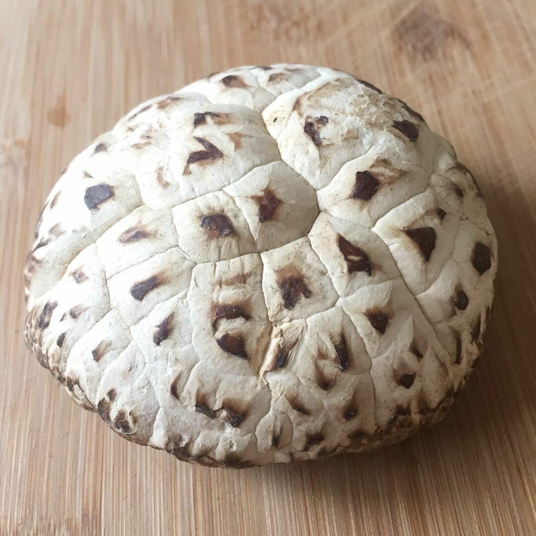 100% Natural Edible Mushroom Baswood Mushroom Brown Shiitake -