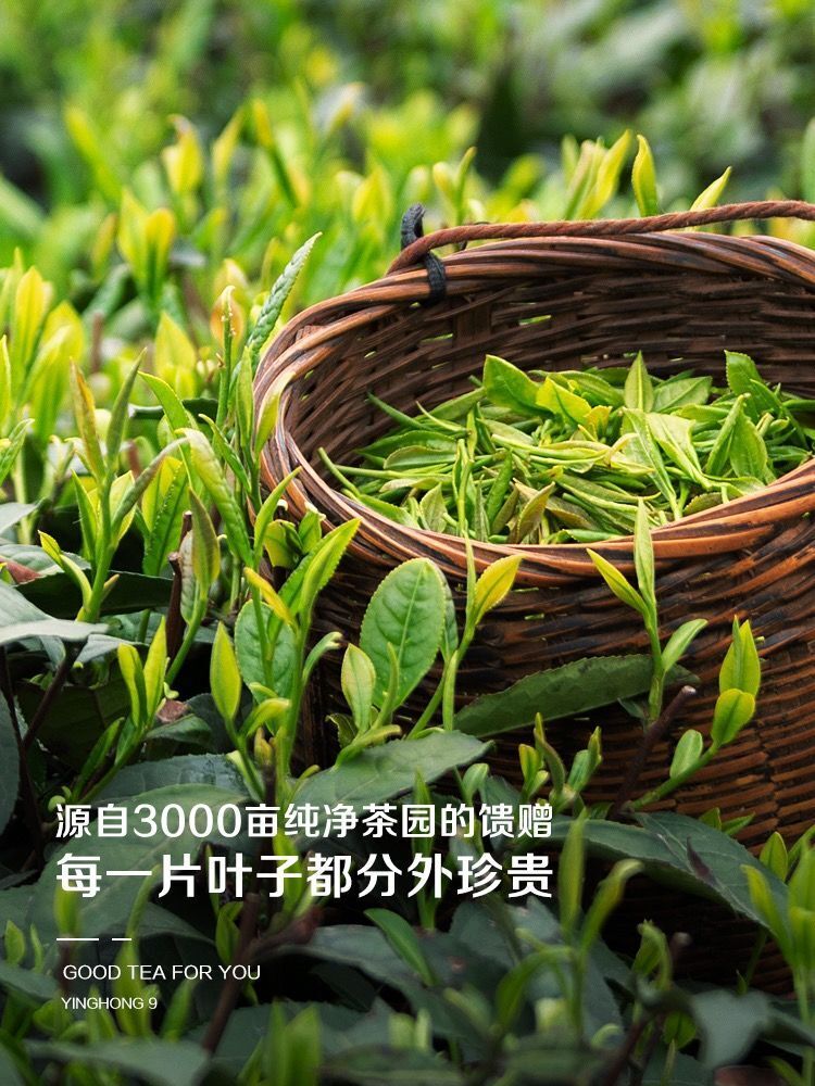 Yinghong No.9 Black Tea Special Flavour Strong Flavour Yinghong No.9 Black Tea