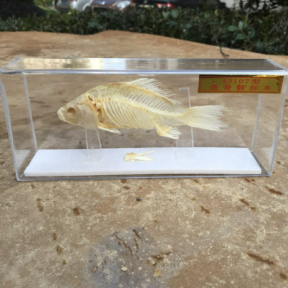 1-Piece animal specimen fish skull specimen real collection teaching model -