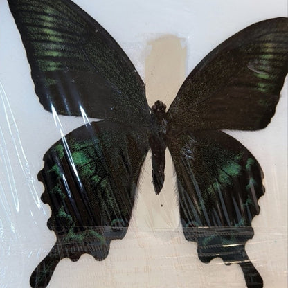 30 Real Alpine Black Swallowtail Butterfly Specimens 9-12cm Spread Wings
