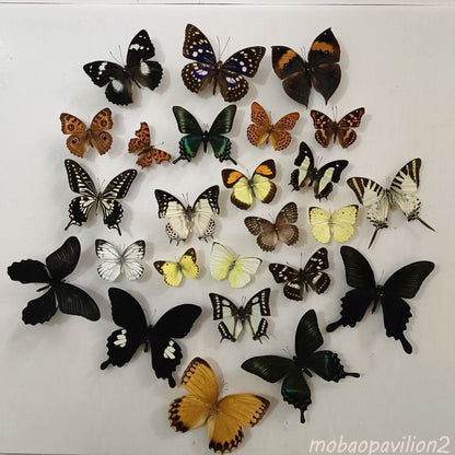 20 Pcs Butterfly Specimens Random Mix Pack Spread Wings Insect Collection
