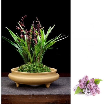 6" Zisha Flower Pot Desktop Round Bonsai Pot Succulent Calamus Pot For Tea Tray