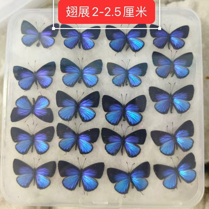 Hedge Blue Male Butterfly Specimens 20 Pack 2-2.5cm Wingspan A1-A-