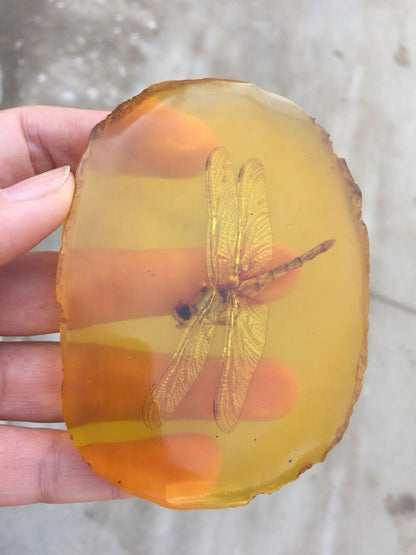 Natural Insect Specimen Dragonfly Insect Amber Resin Amber Raw Slice Pendant