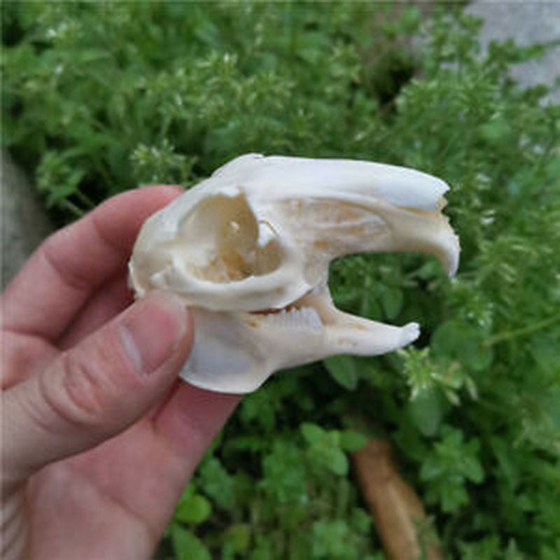 3.1 Inch Animal Skull Real Rabbit Skull Collection Specimen Crafts About