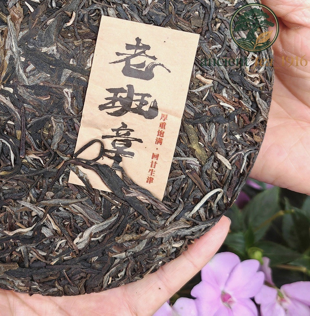357g 2024 Ban Zhang Yunnan Raw Tea Menghai Ancient Tree Pu Erh Tea Cake