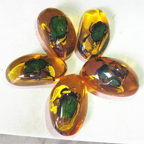 5 Pcs/lot Beautiful Amber Beetle Fossil Insects Manual Polishing Randomly Send.