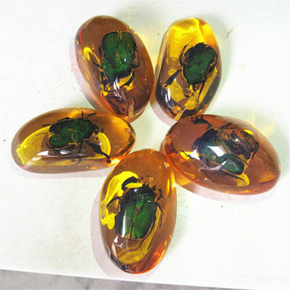 5 Pcs/lot Beautiful Amber Beetle Fossil Insects Manual Polishing Randomly Send.