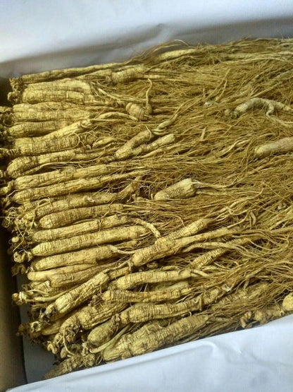 Natural Dry Transplant chinese Wild Ginseng Root 10-15 Years relative integrity