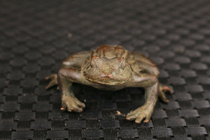 Rare old bronze hand carving fortune Jin Chan statue collectable frog Tea Pet